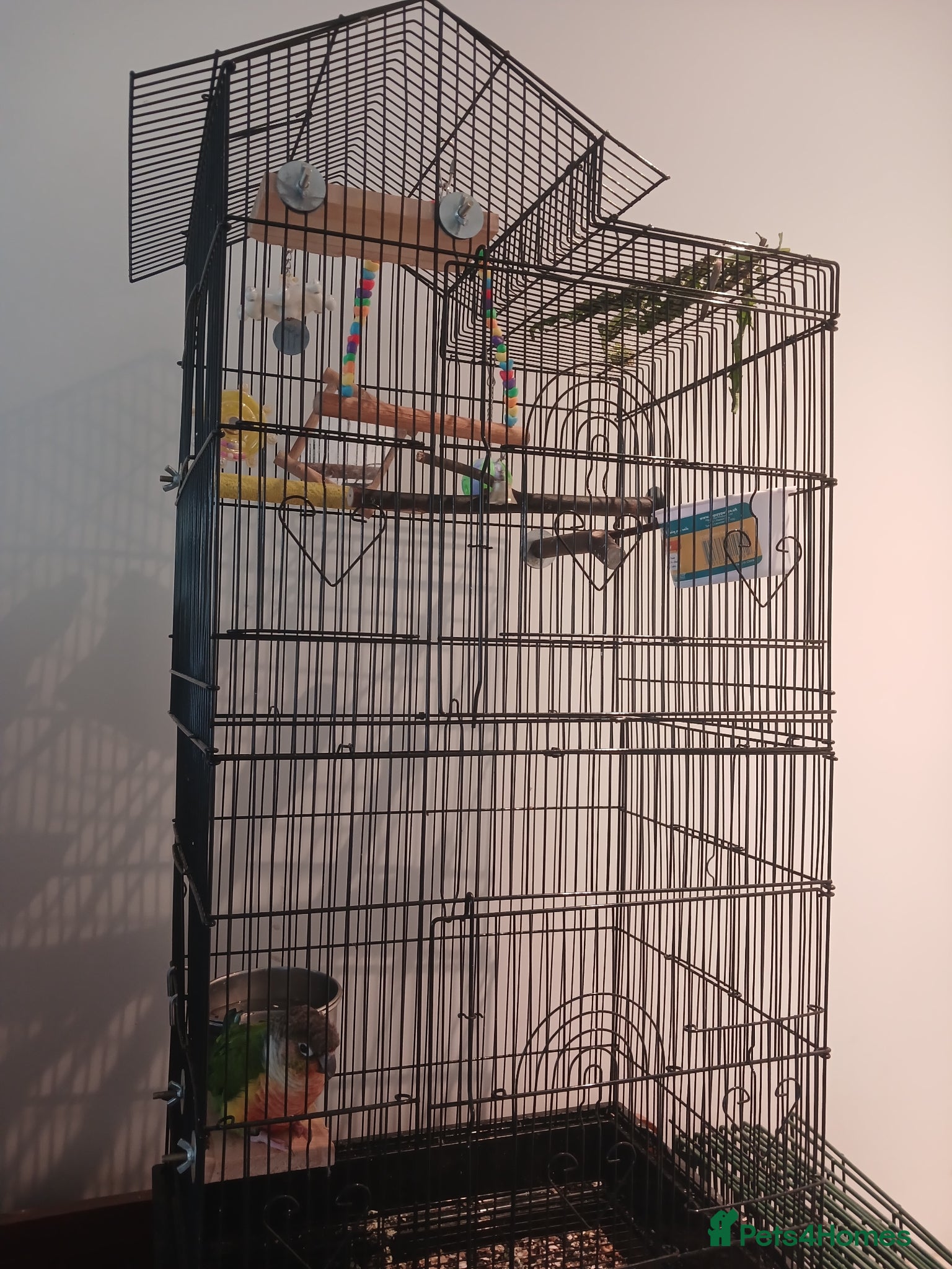 Conures birds for sale: Green cheek conure  in Shipley - Advert 2