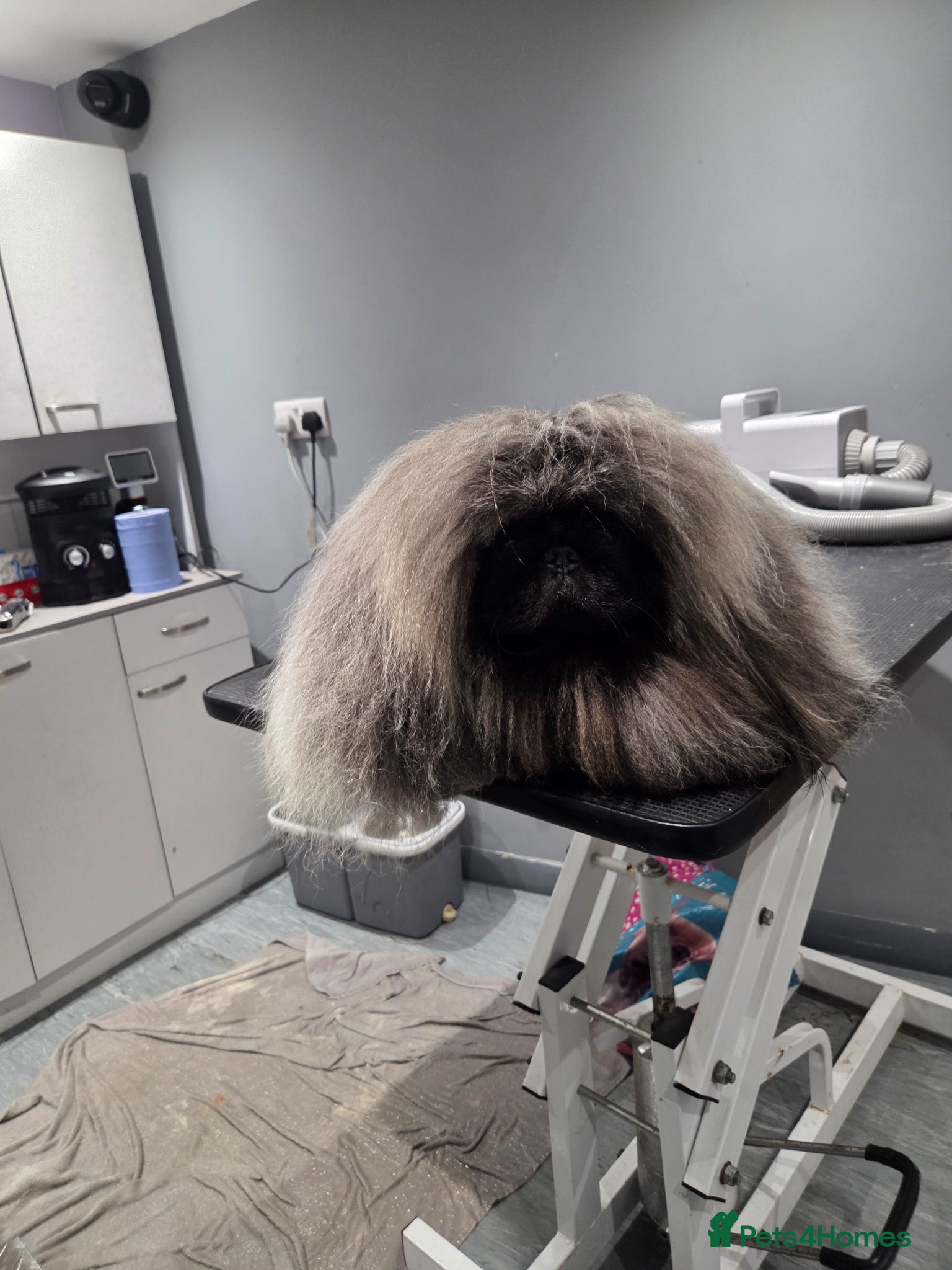 Pekingese dogs TRUE QUALITY PEKINGESE STUD - Advert 5