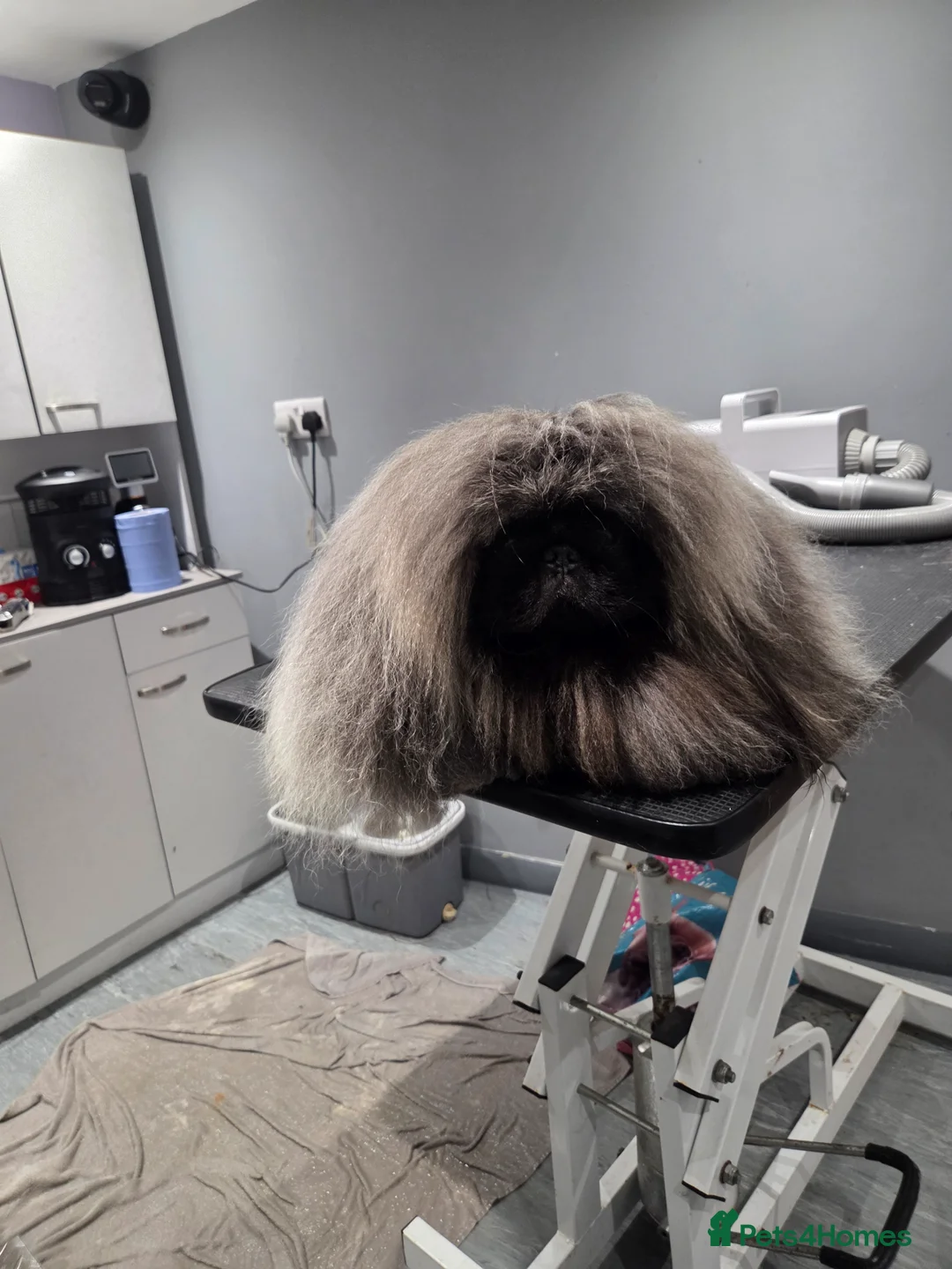 Pekingese dogs for stud: TRUE QUALITY PEKINGESE STUD - Advert 1