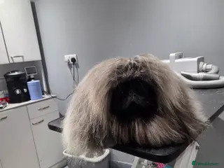 Pekingese dogs TRUE QUALITY PEKINGESE STUD - Advert 5