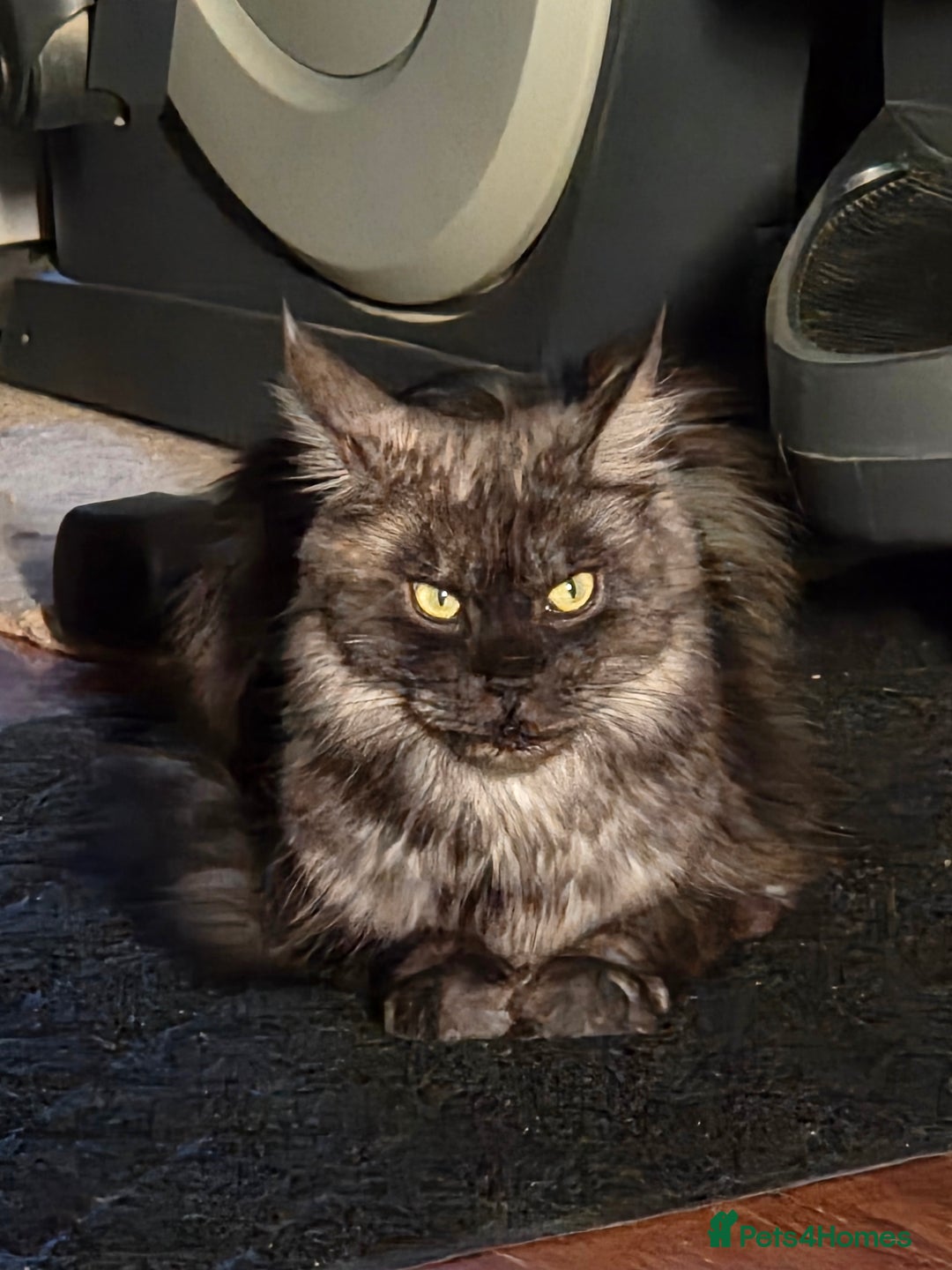 Maine Coon cats for sale: TICA reg Maine coon kittens - Image 7