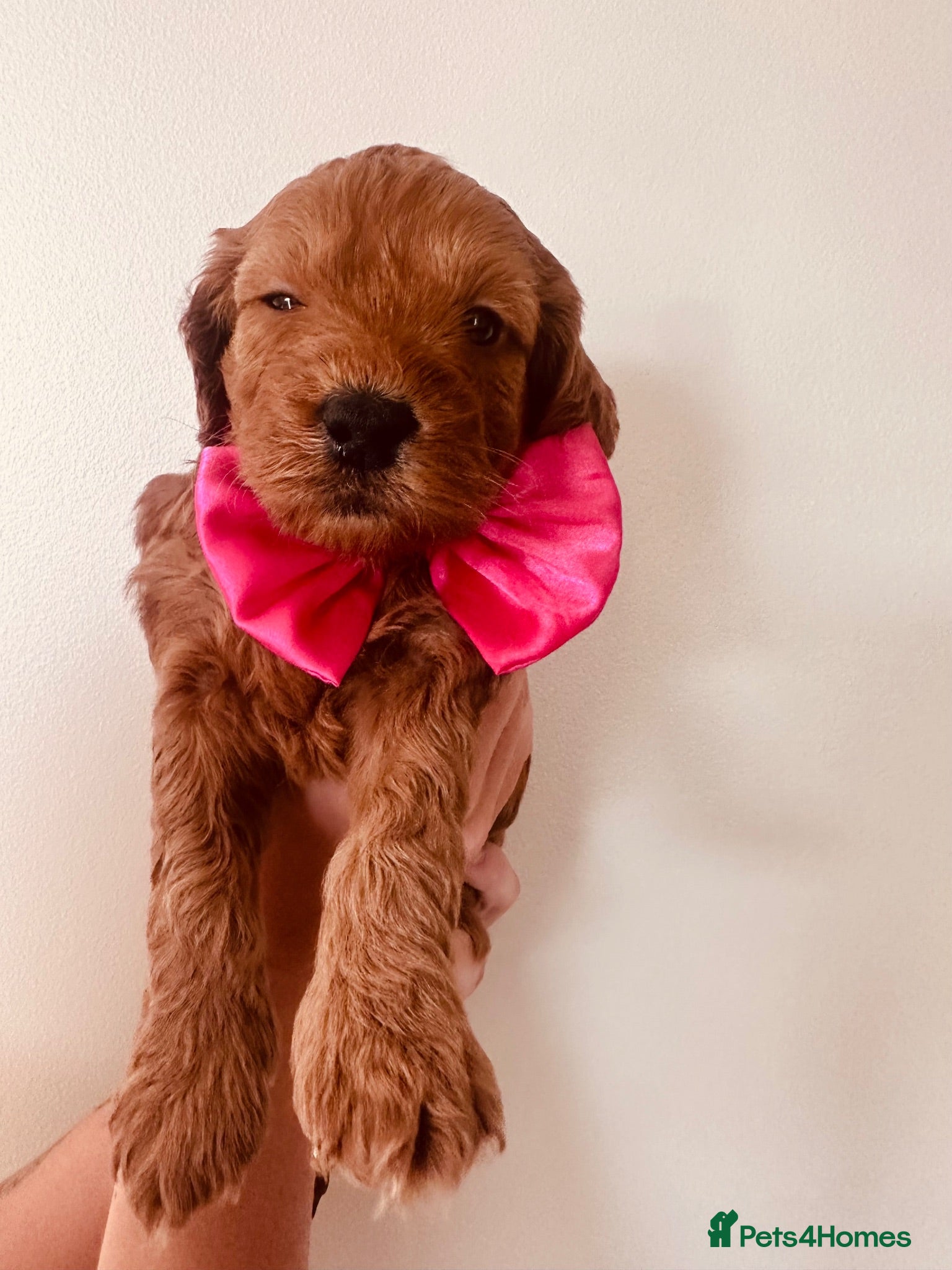 Cockapoo dogs Beautiful miniature F2 cockapoos - Advert 2
