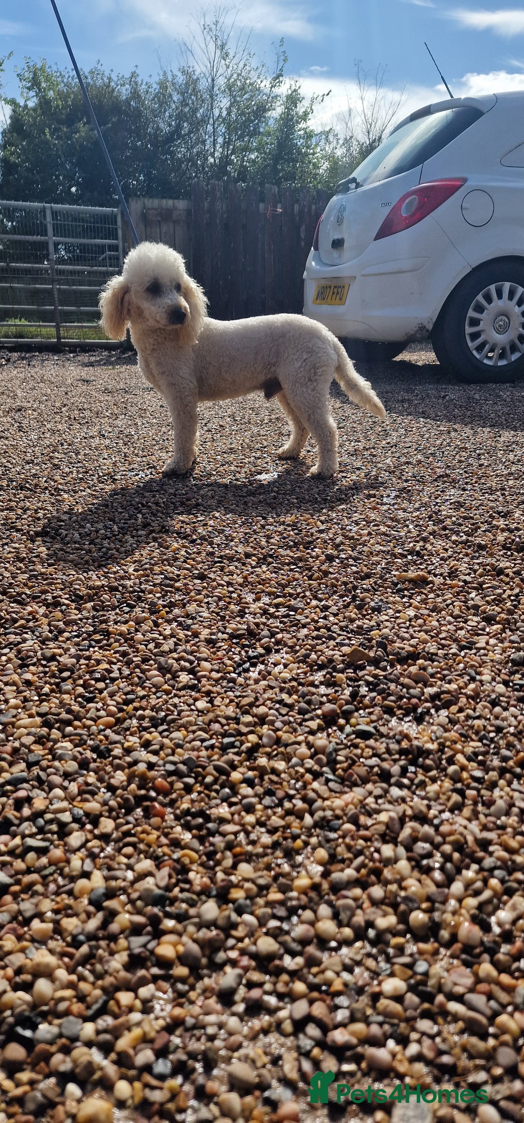 Miniature Poodle dogs for stud: Health Tested Quality Miniature Poodle Stud in Warwick - Image 10