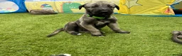 Irish Wolfhound dogs for sale: Health Tested, KC Reg Irish Wolfhounds  - Advert 22