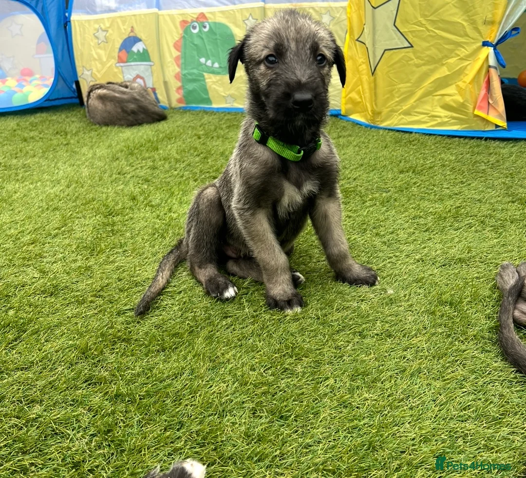 Irish Wolfhound dogs for sale: Health Tested, KC Reg Irish Wolfhounds  - Advert 22