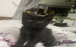Mixed Breed cats for sale: Ready now kittens  - Image 3