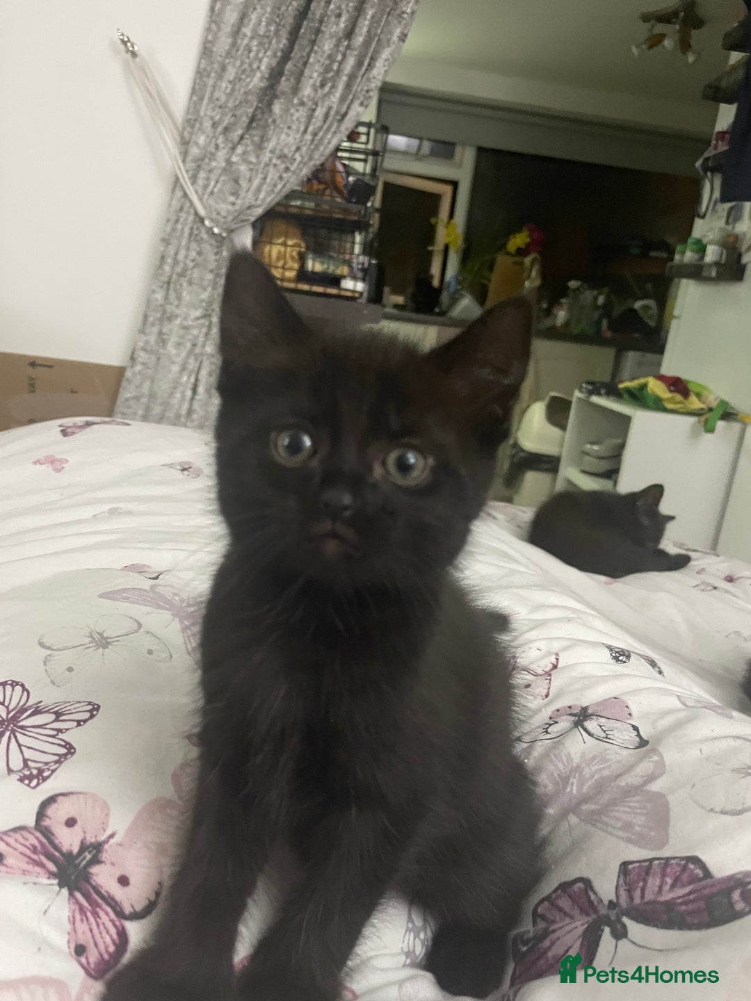 Mixed Breed cats for sale: Ready now kittens  - Image 3