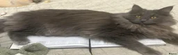 Maine Coon cats for sale: TICA Stunning Blue Smoke Queen  - Advert 3