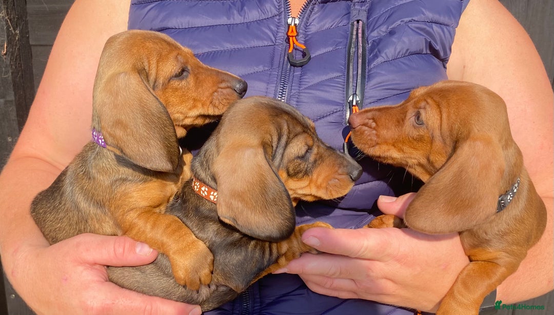 Miniature Dachshund dogs for sale: Quality Dachshund puppies - Image 5