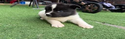 Japanese Akita Inu dogs for sale: Akita  - Advert 6