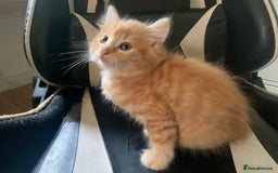 Mixed Breed cats for sale: Five Gorgeous Kittens available now ! - Image 7