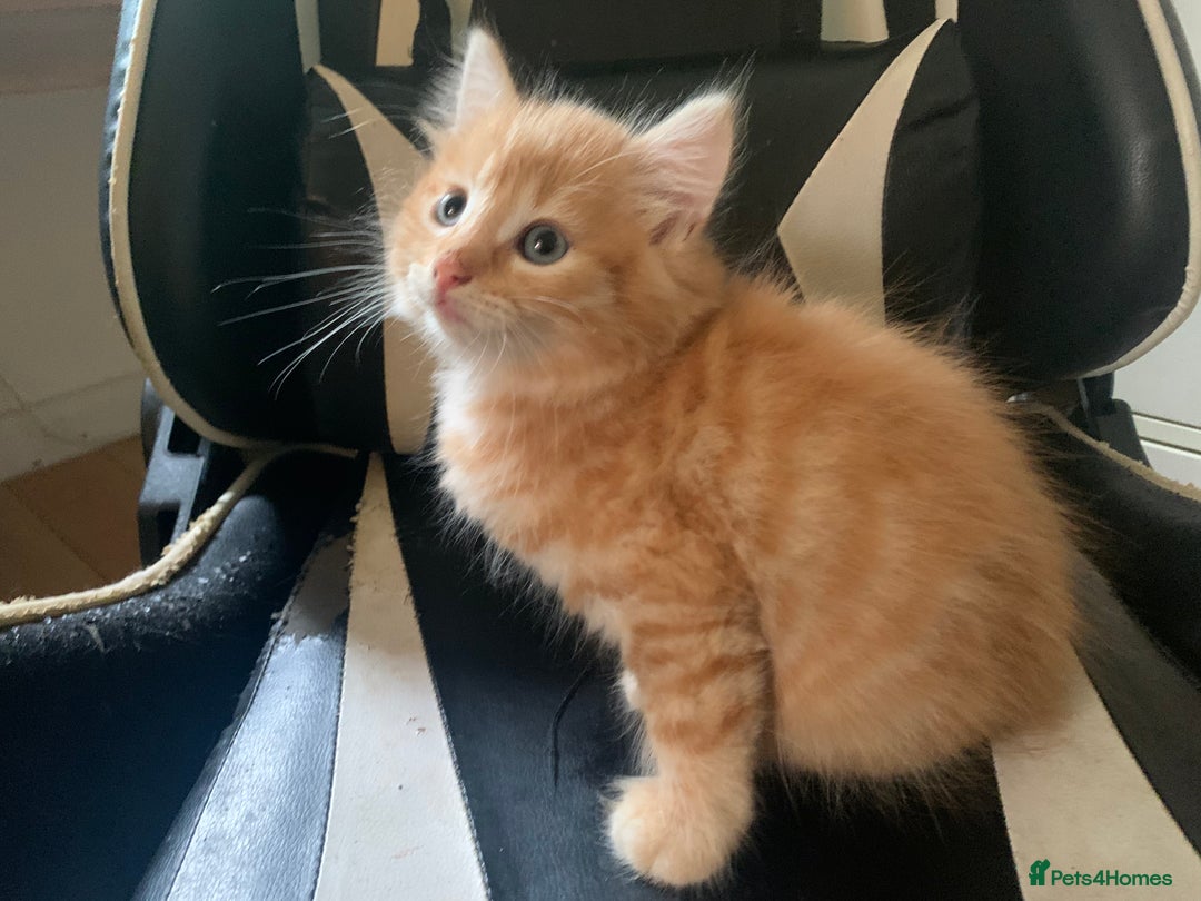 Mixed Breed cats for sale: Five Gorgeous Kittens available now ! - Image 7