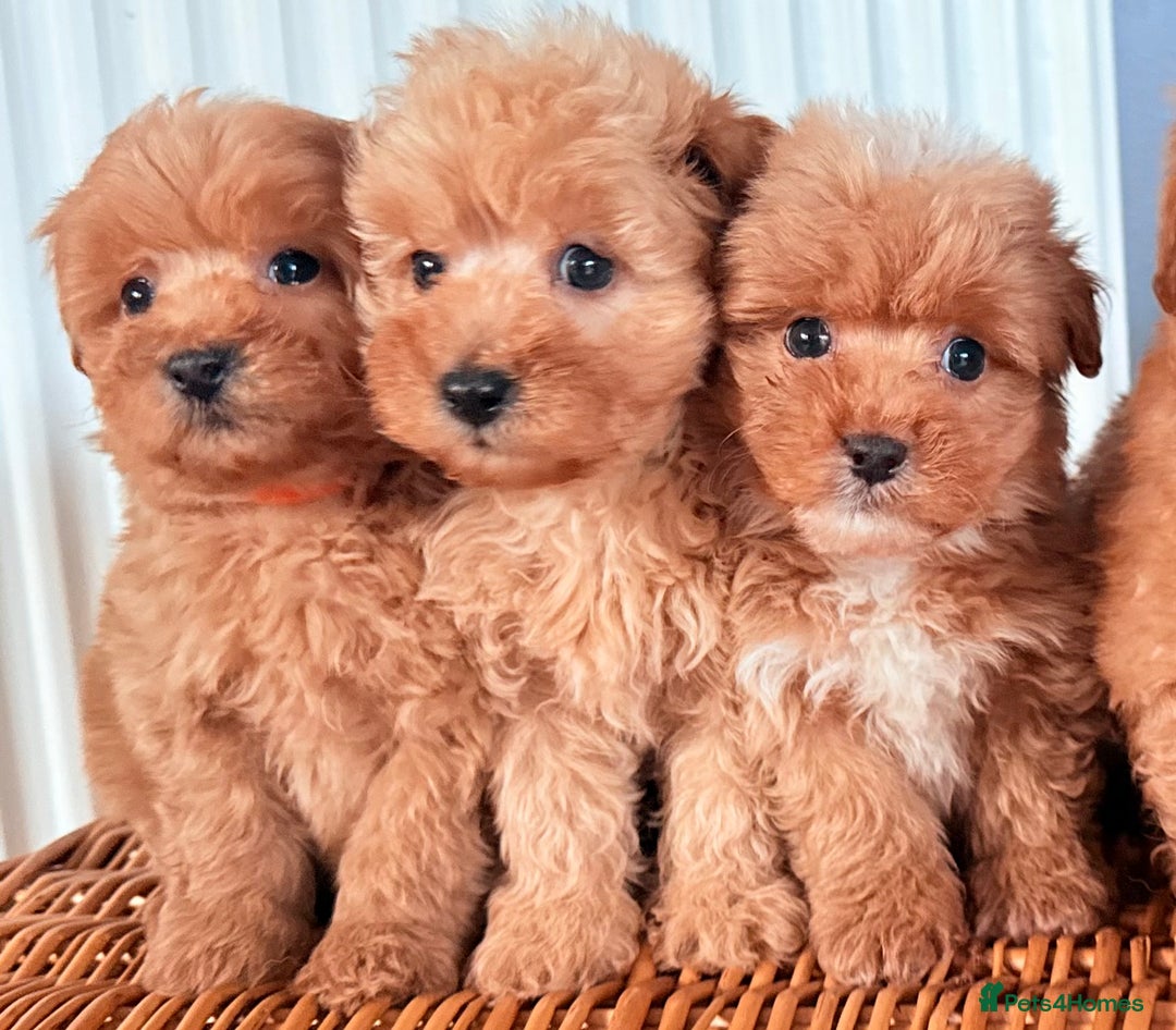 Mixed Breed dogs for sale: STUNNING F1 toy cairn-oodle pups TINY & rare  - Image 12
