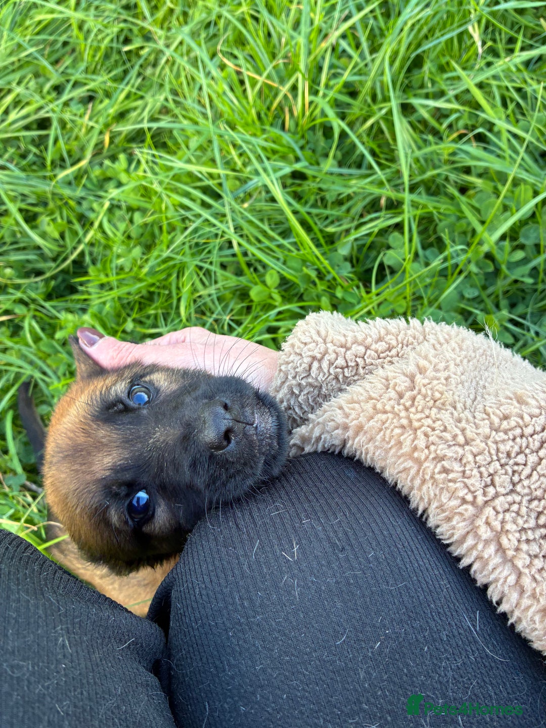 German Shepherd dogs for sale: Belgian Malinois  - Image 12