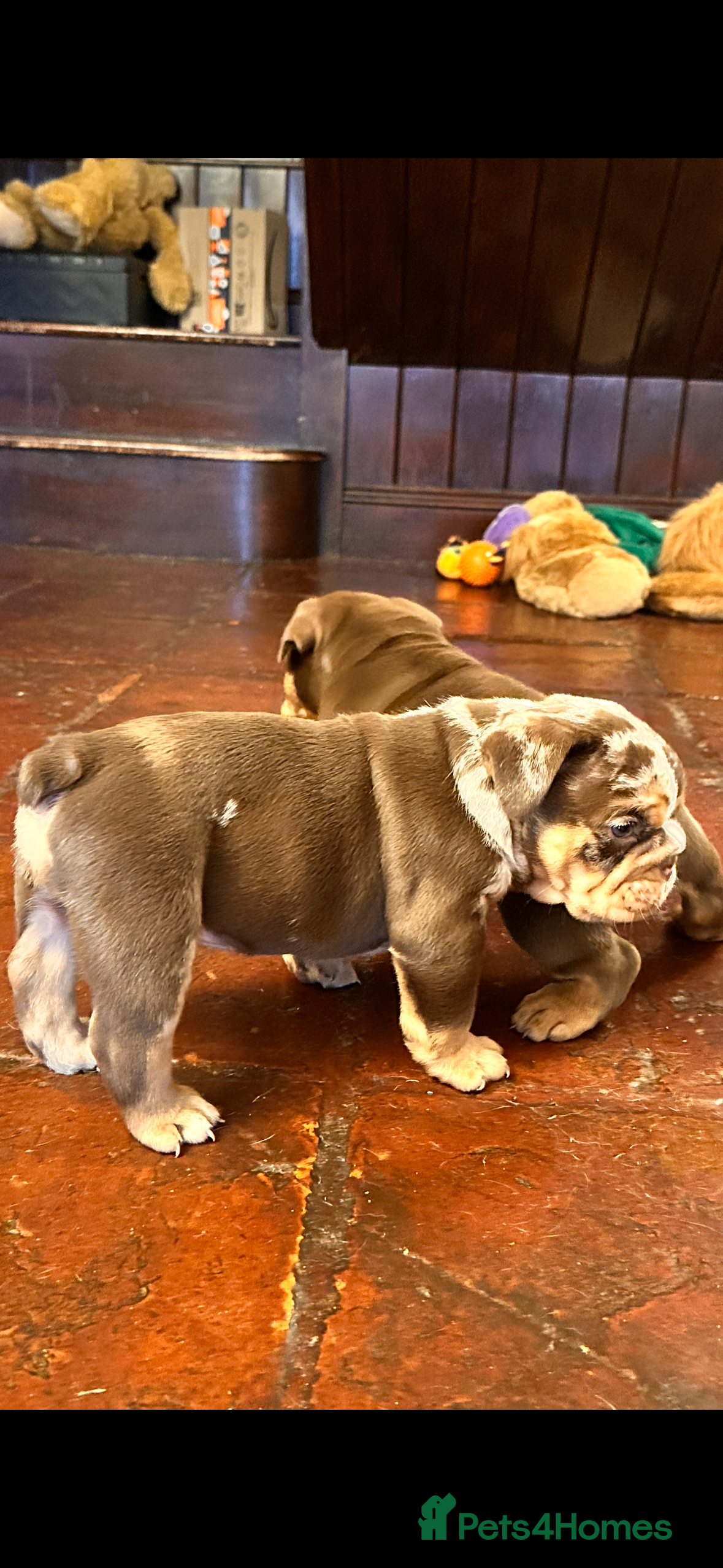 English Bulldog dogs English bulldogs  - Advert 1