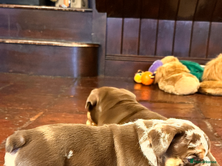 English Bulldog dogs English bulldogs - Advert 2