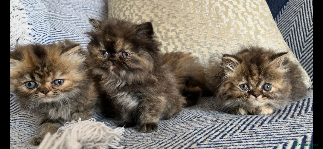 Persian cats for sale: Pure Persian kittens - Image 4