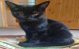Mixed Breed cats for sale: 3 kittens for sale-mother British Shorthair  - Image 8