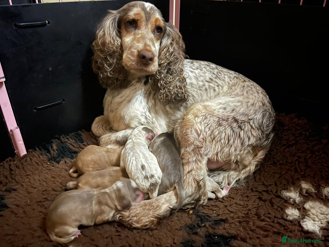 Cocker Spaniel dogs for stud: Show Cocker At Stud Highly Health Tested in Sandbach - Image 23