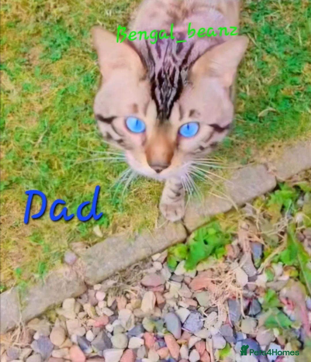 Bengal cats for sale: Snow mink bengals - ready now - Advert 28