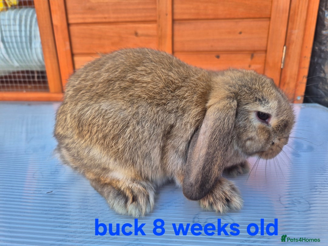 Mini Lop rabbits for sale: Various ages mini lops ready to go - Image 9
