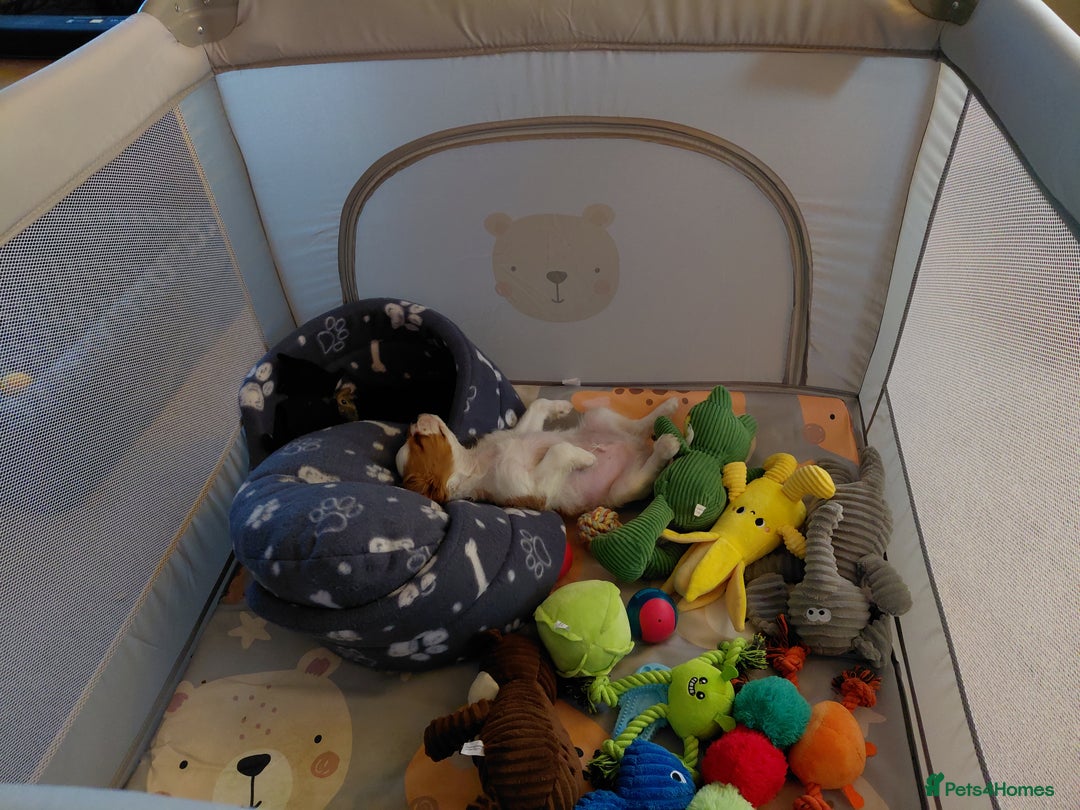 Cavalier King Charles Spaniel dogs for sale: King charles cavalier bleinheim - Advert 3