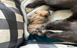 French Bulldog dogs for sale: 2 male frenchies  - Image 5