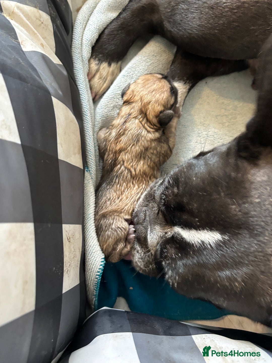 French Bulldog dogs for sale: 2 male frenchies  - Image 5