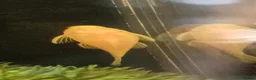 Plecos fish for sale: Albino bristlenose pleco babies and guppy fry  in Waterlooville - Advert 1