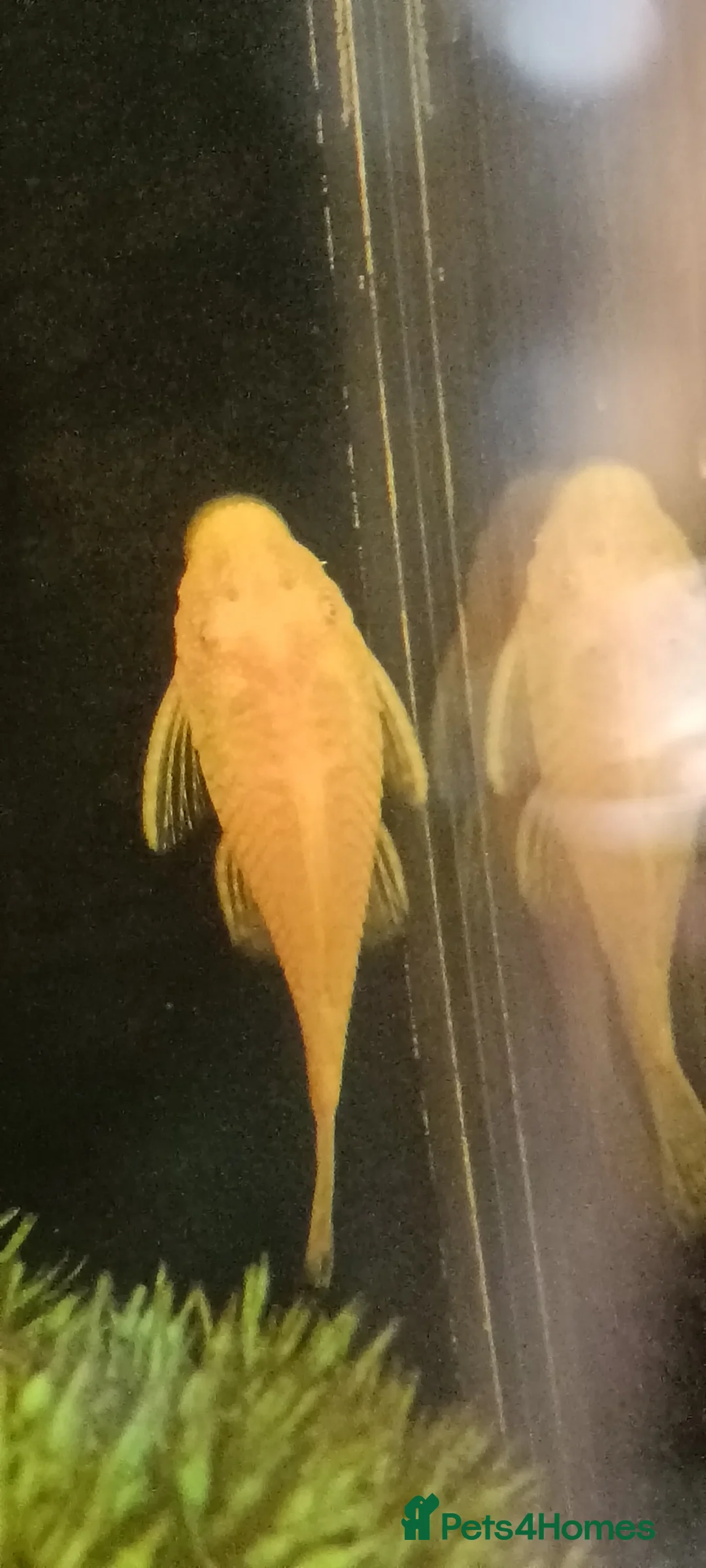 Plecos fish for sale: Albino bristlenose pleco babies and guppy fry  in Waterlooville - Advert 1