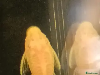 Plecos fish Albino bristlenose pleco babies and guppy fry - Advert 1