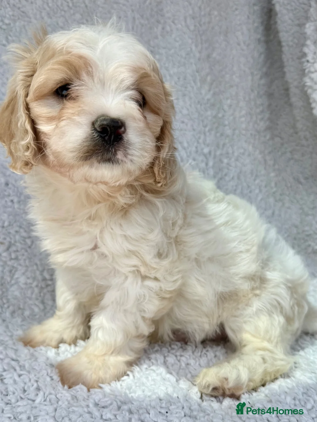 Cavachon dogs for sale: Stunning cavachons puppies  - Advert 2