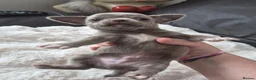 Chihuahua dogs for sale: Beautiful Full Pedigree Chihuahuas - Advert 5