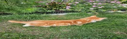 Maine Coon cats for sale: Exceptionally beautiful  blue-eyed main coon  - Advert 8