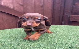 Dachshund dogs for sale: 5 beautiful dachshund puppies available !!!!!! - Image 1