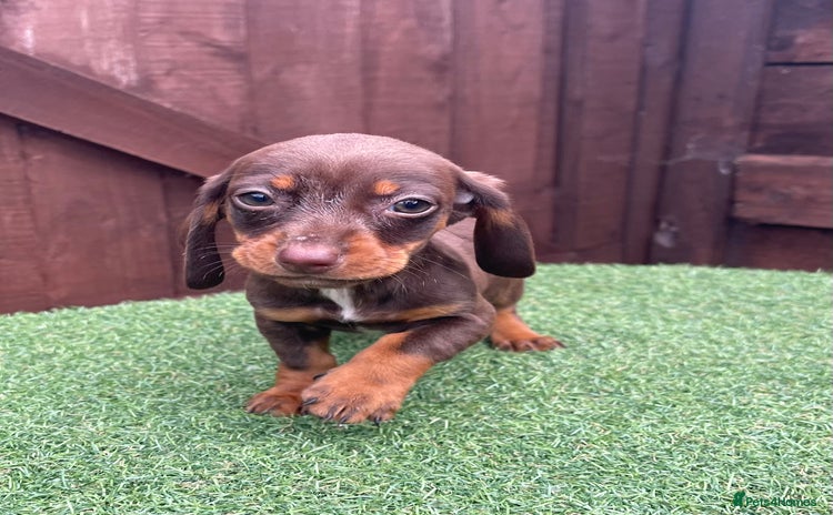 Dachshund dogs - Advert 1