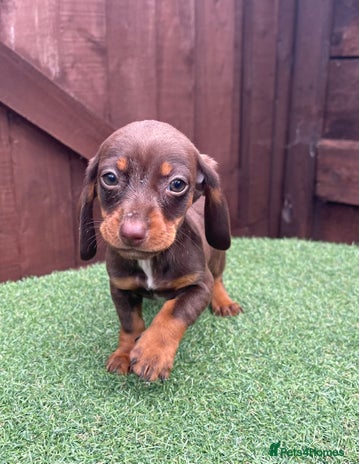 Dachshund dogs - Advert 4