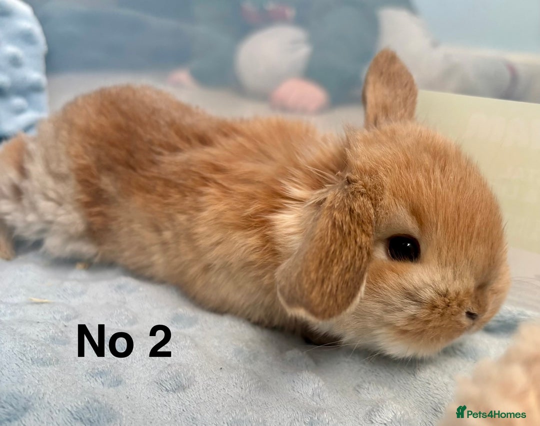 Mini Lop rabbits for sale: Beautiful Mini Lop Baby Bunnies 🐰 - Advert 8