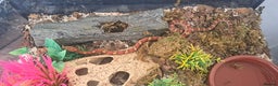 Corn Snake reptiles for sale: Corn snake and set up - Advert 1