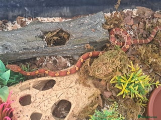 Corn Snake reptiles Corn snake and set up - Advert 1