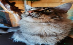 Maine Coon cats for stud: Active Tica duel Gccf Maine Coons in Grantham - Image 5