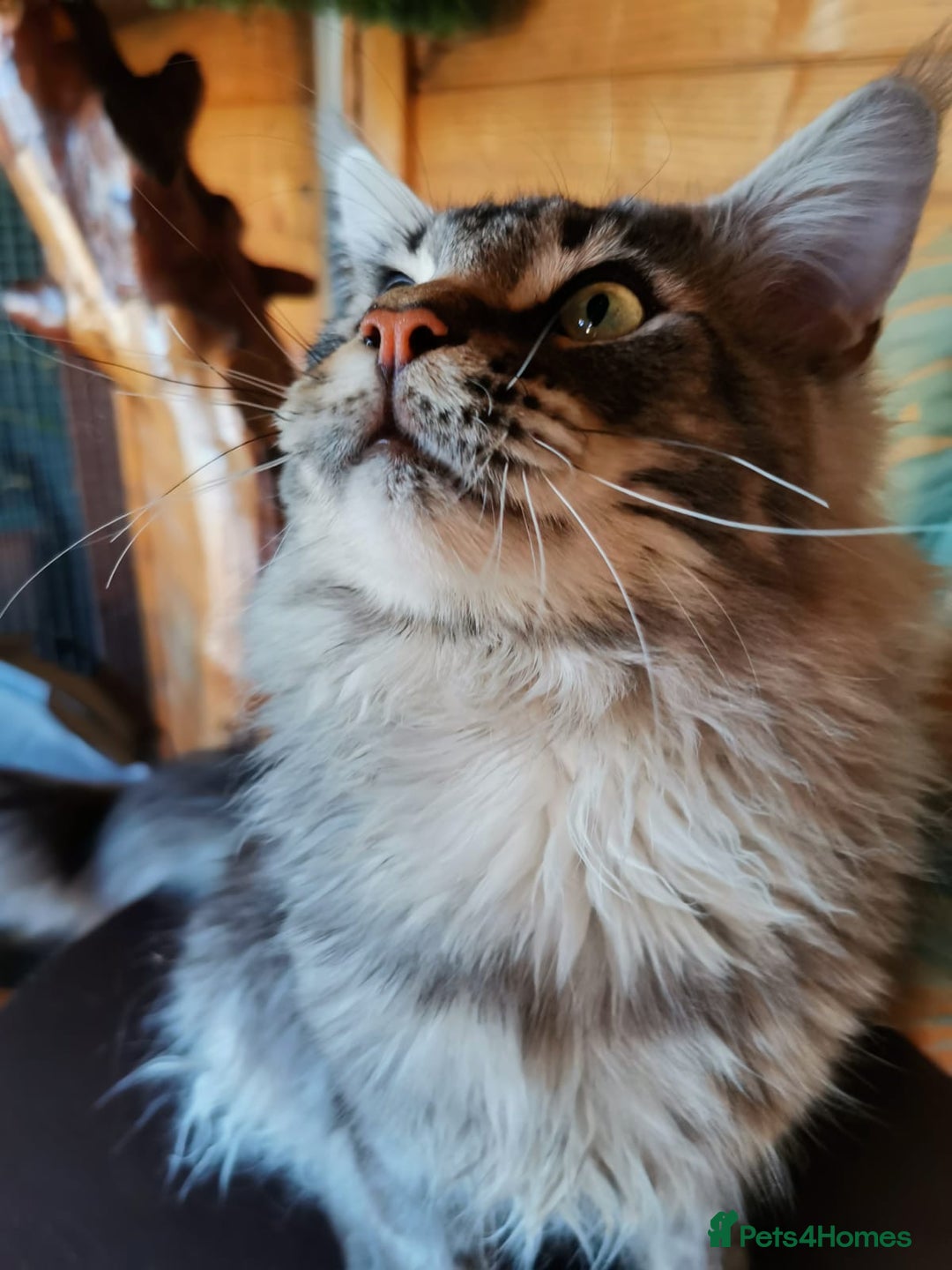 Maine Coon cats for stud: Active Tica duel Gccf Maine Coons in Grantham - Image 5