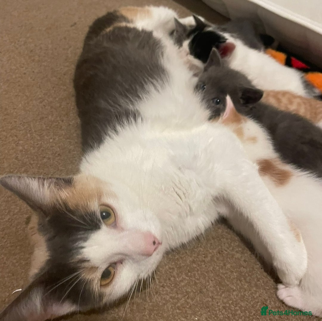 Mixed Breed cats for sale: 5 Beautiful & Friendly kittens for sale  - Advert 24