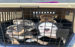 Olde English Bulldogge dogs for sale: Olde English Bulldogg - Image 10