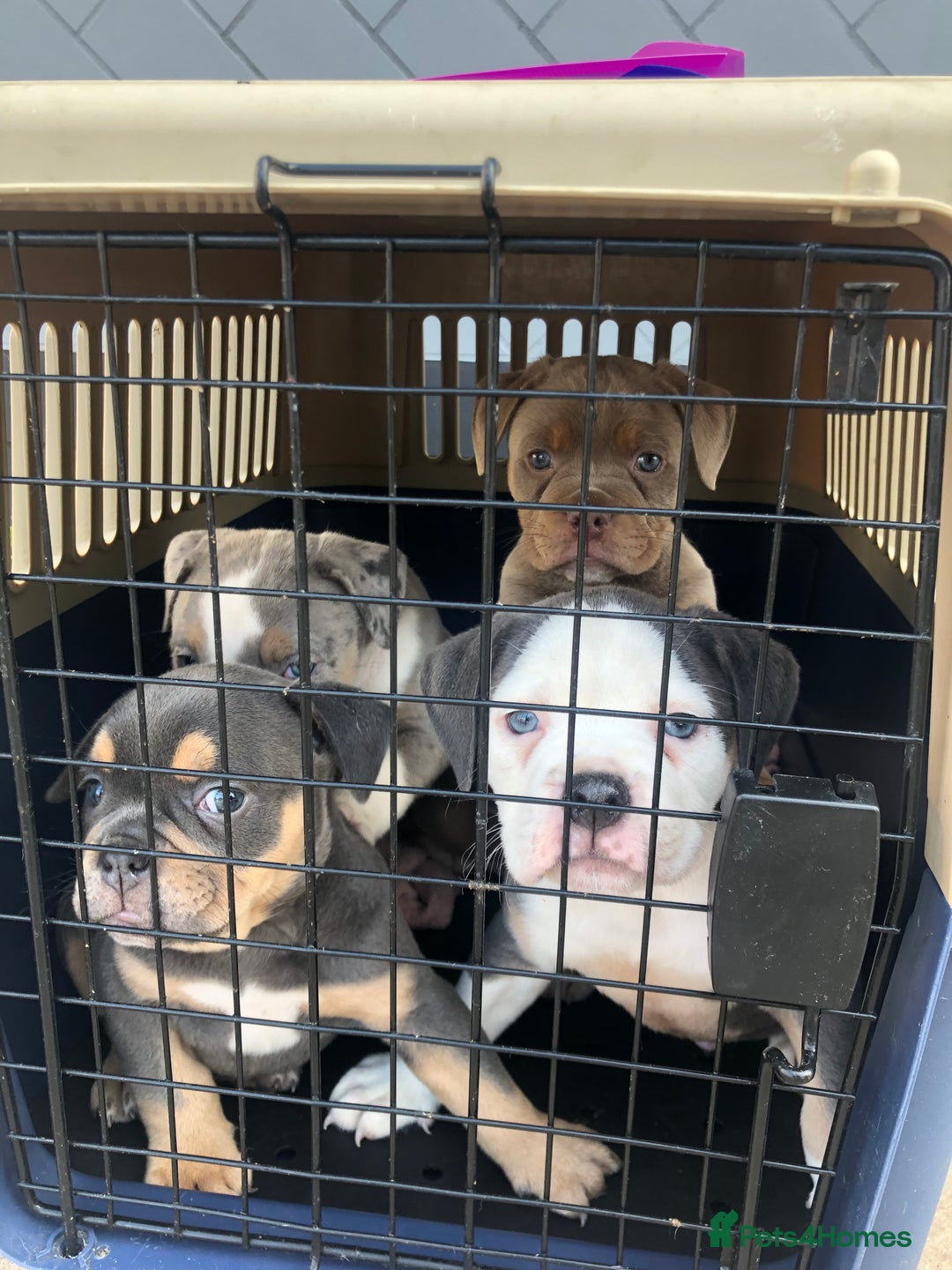 Olde English Bulldogge dogs for sale: Olde English Bulldogg - Image 10