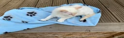 Ragdoll cats for sale: 5 ABSOLUTELY SYUNNING RAGDOLLS  - Advert 10