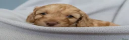 Cockapoo dogs for sale: Beautiful Cockapoo Puppies - Advert 12