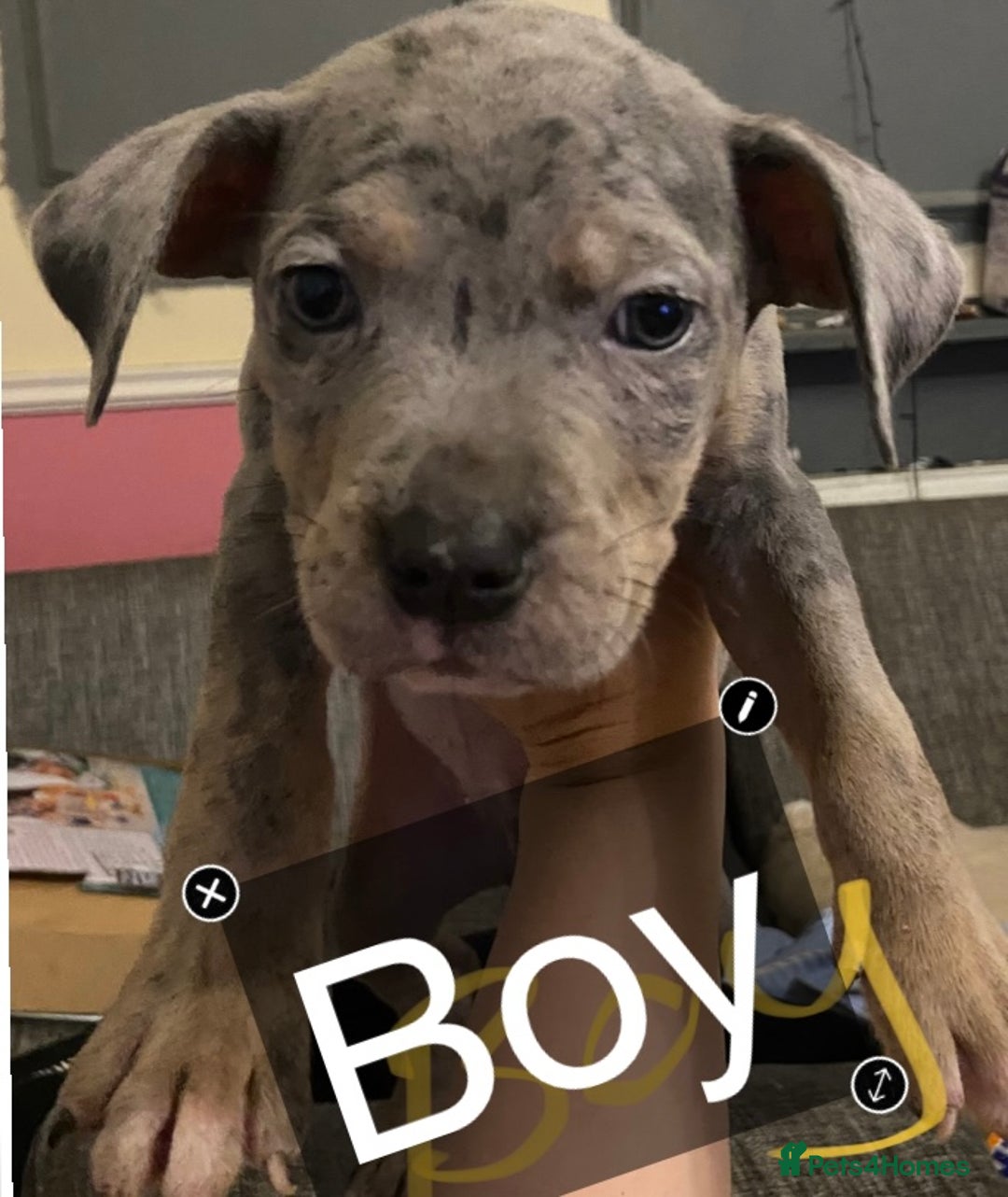 Mixed Breed dogs for sale: Staffy cross American bulldog  - Image 6
