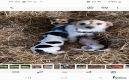 Jack Russell dogs for sale: Traditional Jack Russell pup - Image 2