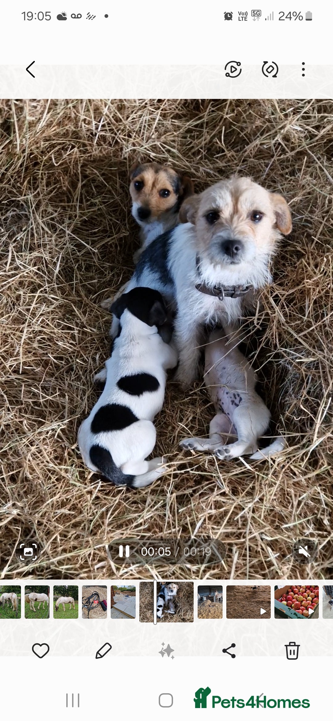 Jack Russell dogs for sale: Traditional Jack Russell pup - Image 2